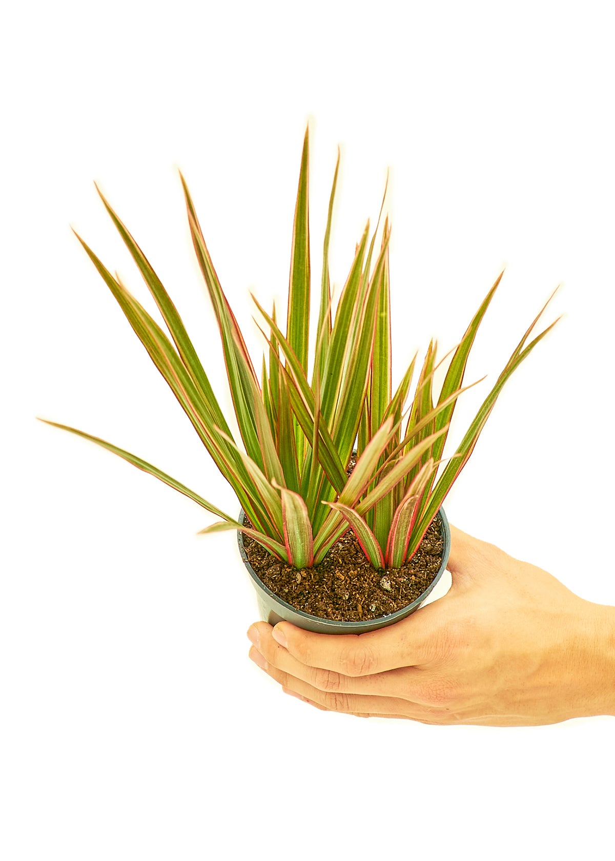 Bicolor Dragon Tree - growthings plant co.