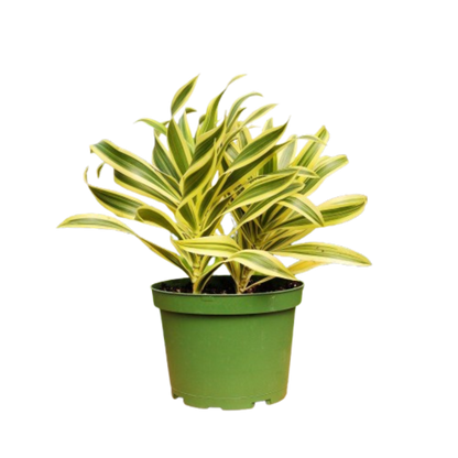 Mystery Plant Monthly Subscription Box