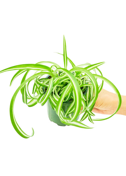 Spider Plant 'Bonnie', Small - growthings plant co.