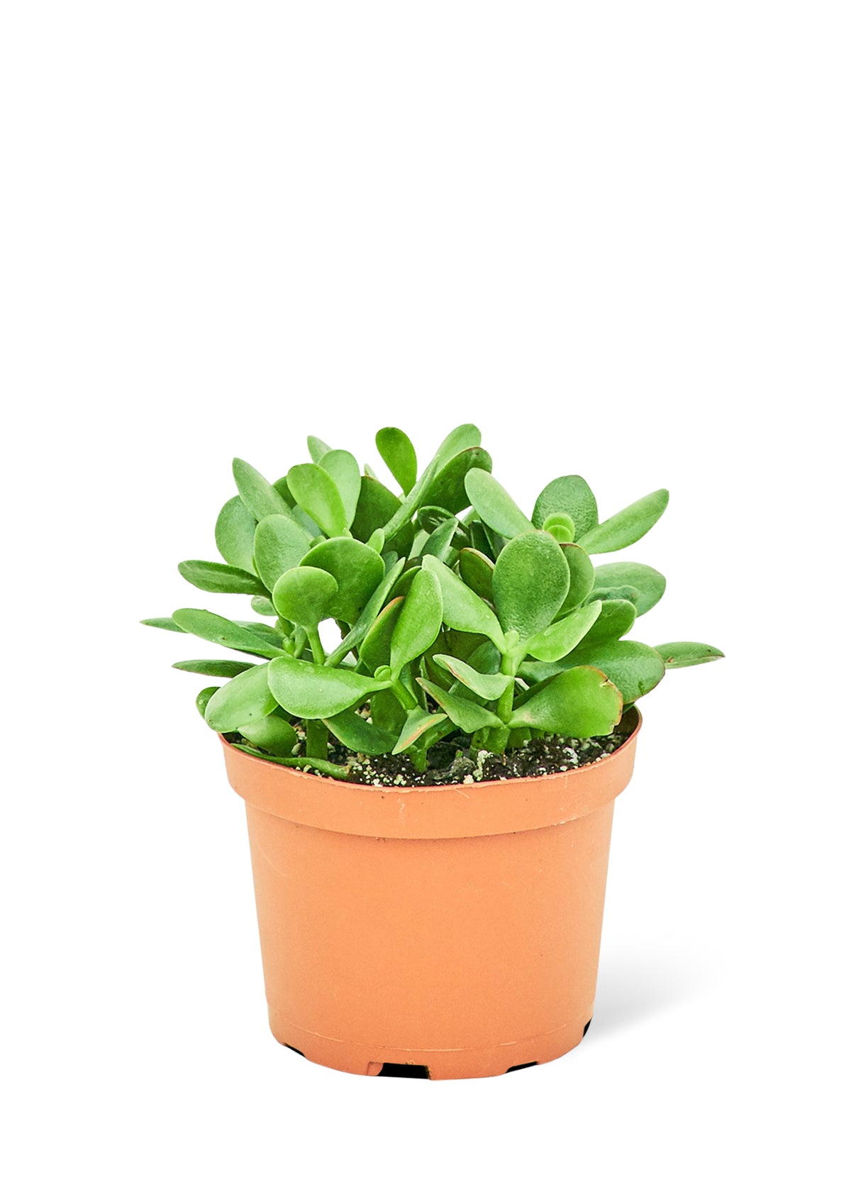 Jade Plant, Medium - growthings plant co.