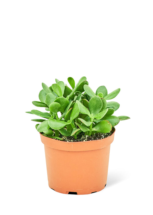 Jade Plant, Medium - growthings plant co.