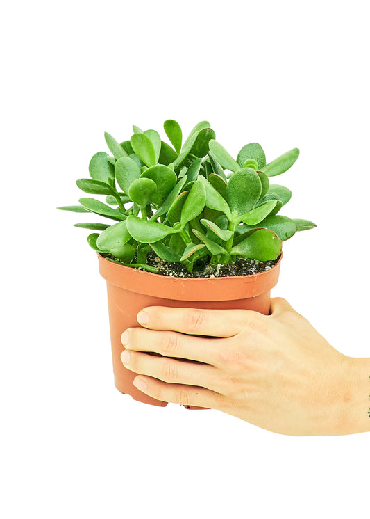 Jade Plant, Medium - growthings plant co.