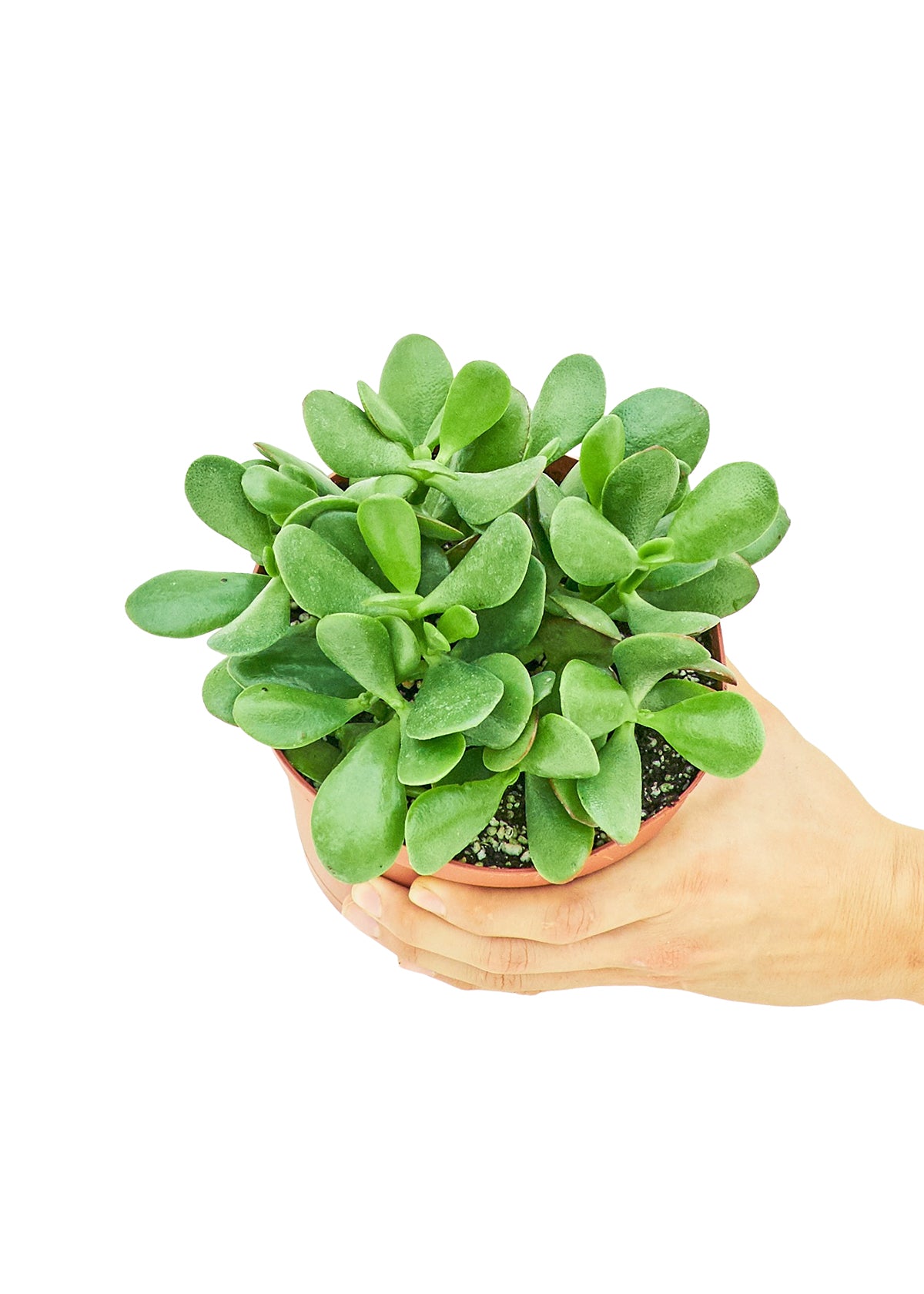 Jade Plant, Medium - growthings plant co.