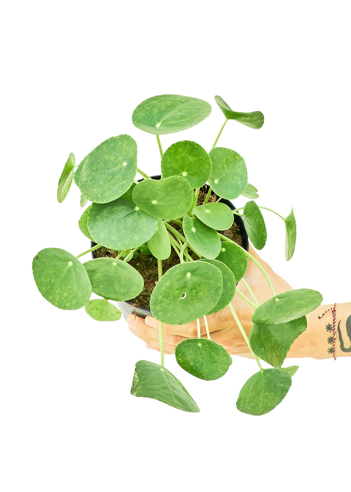 money plant company Chinese Money Plant, Medium – growthings™ plant company